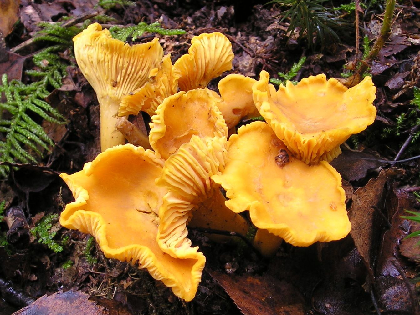 Golden chanterelles (Cantharellus cibarius) with forked false gills