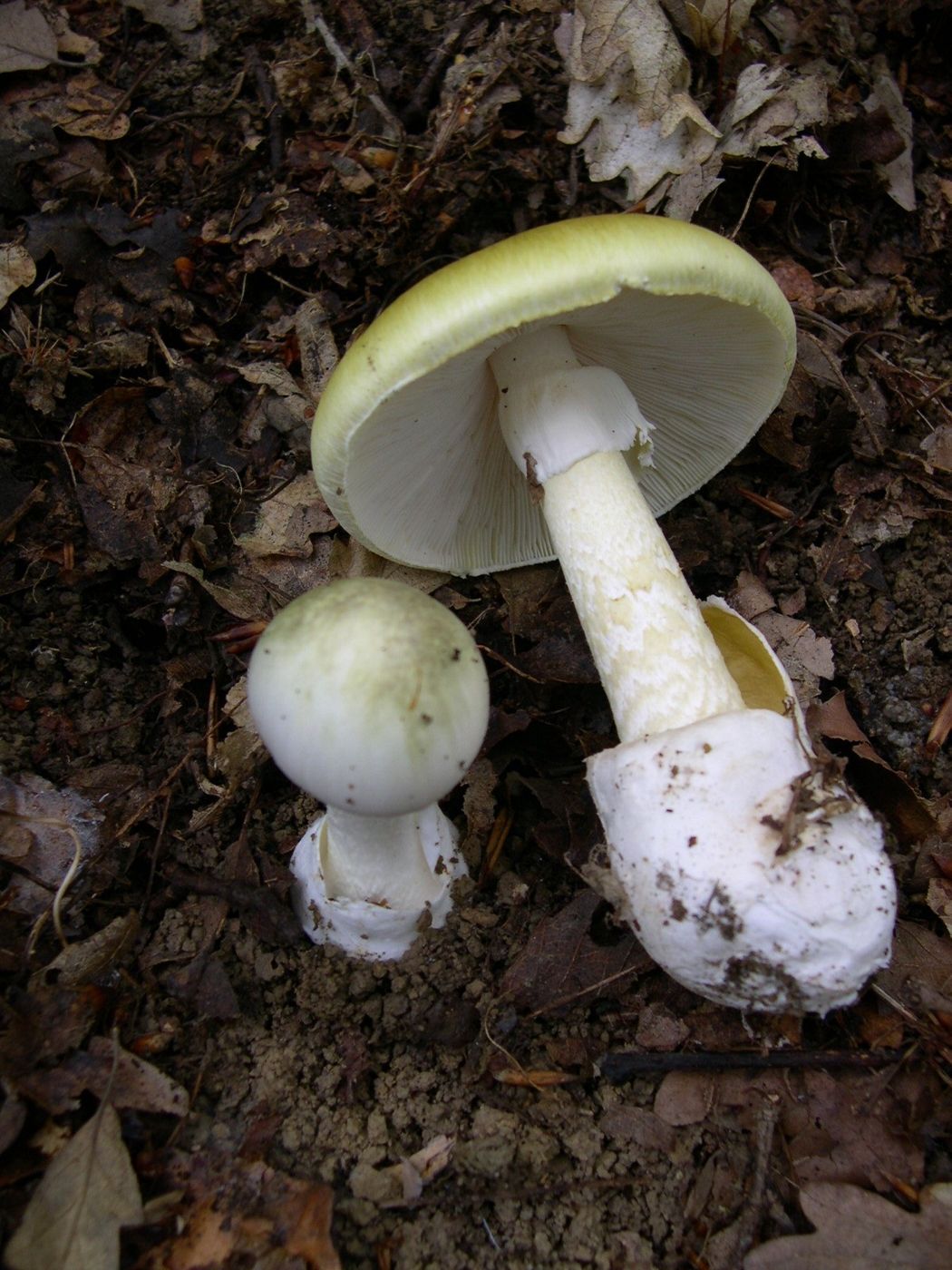 Death cap (Amanita phalloides) with a greenish cap and white gills in leaf litter