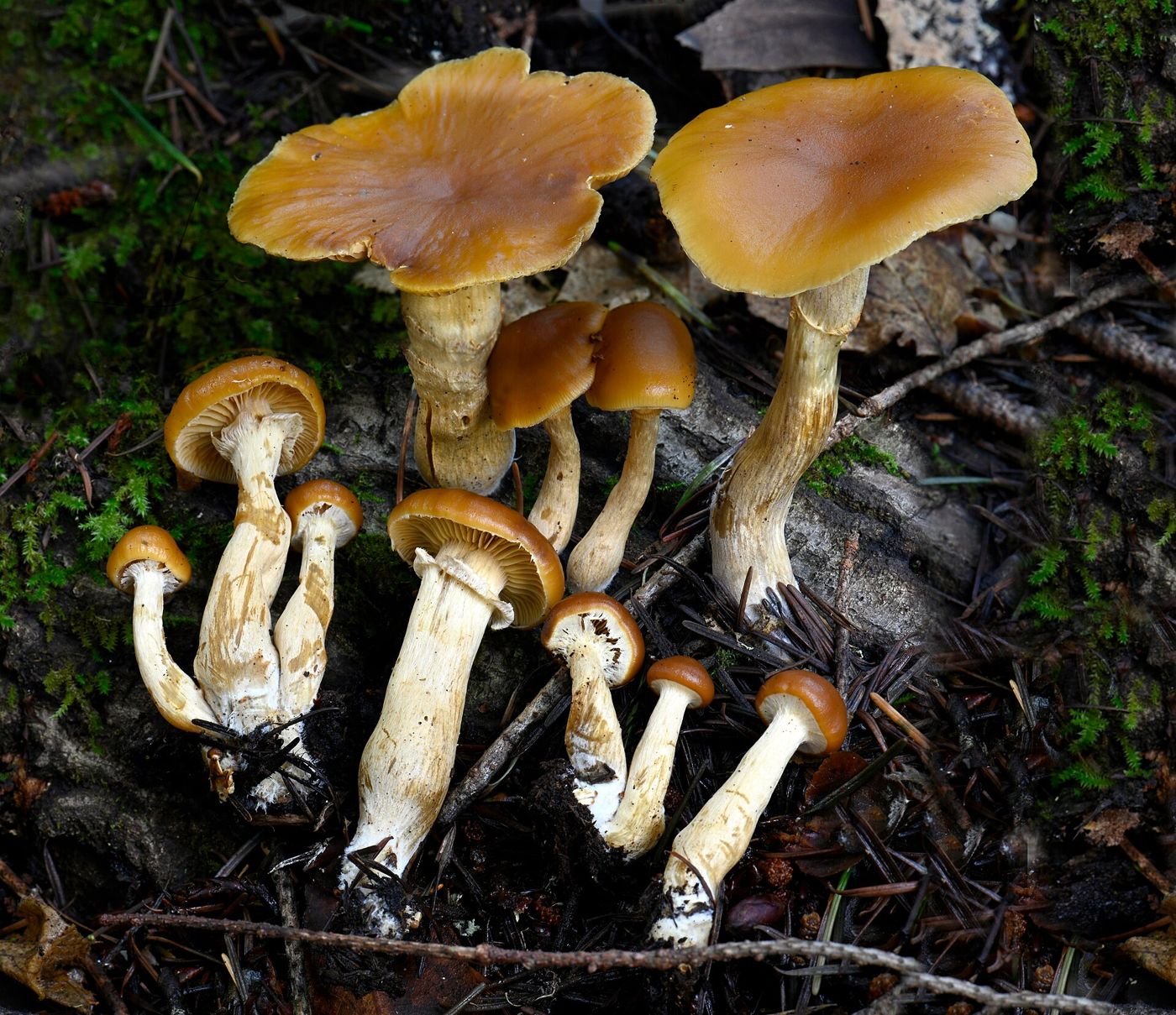 Small brown funeral bell mushrooms (Galerina) clustered on decaying wood — an example of the little brown mushrooms people worry about