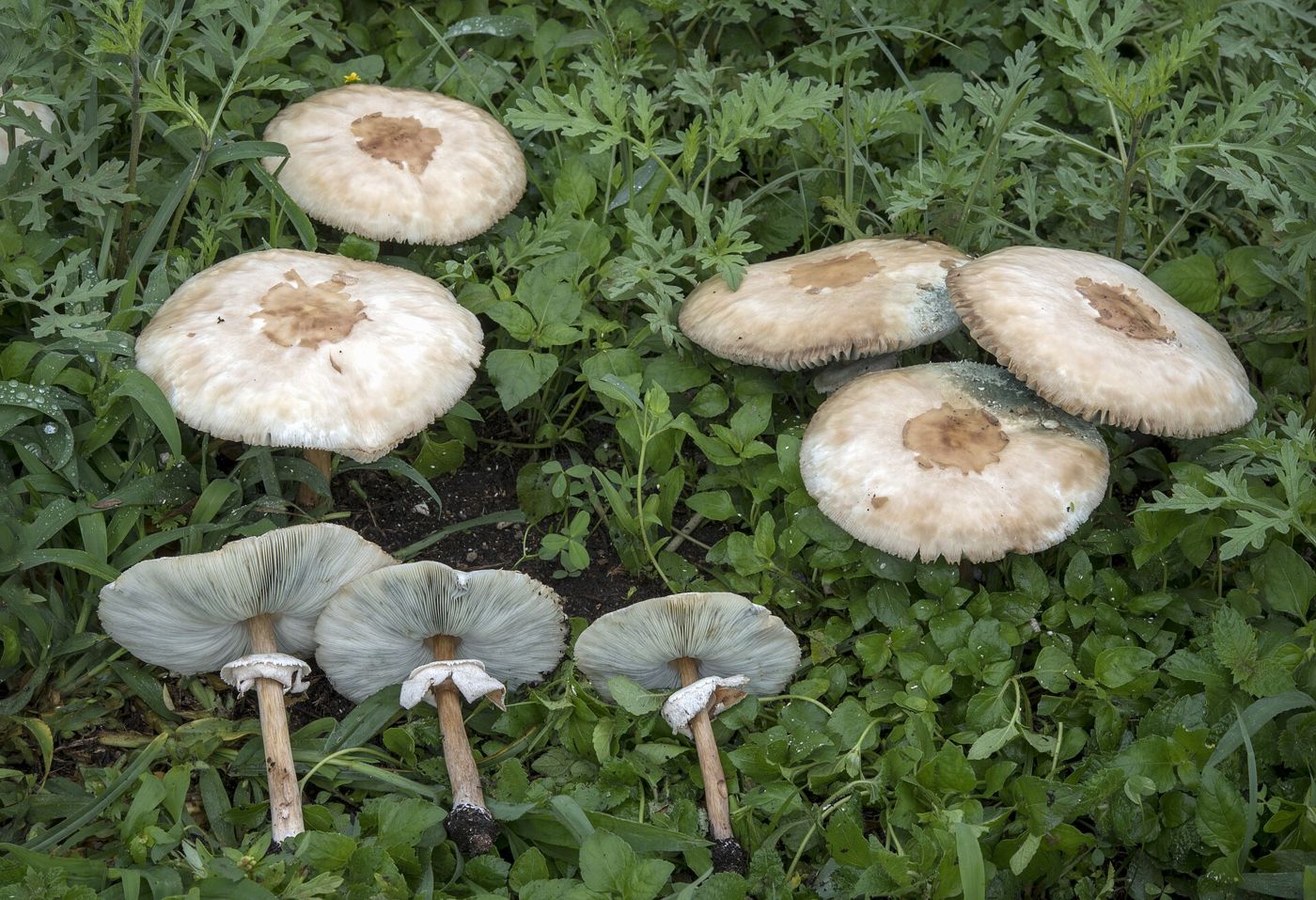 Green-spored parasol (Chlorophyllum molybdites), a common lawn mushroom that causes poisonings