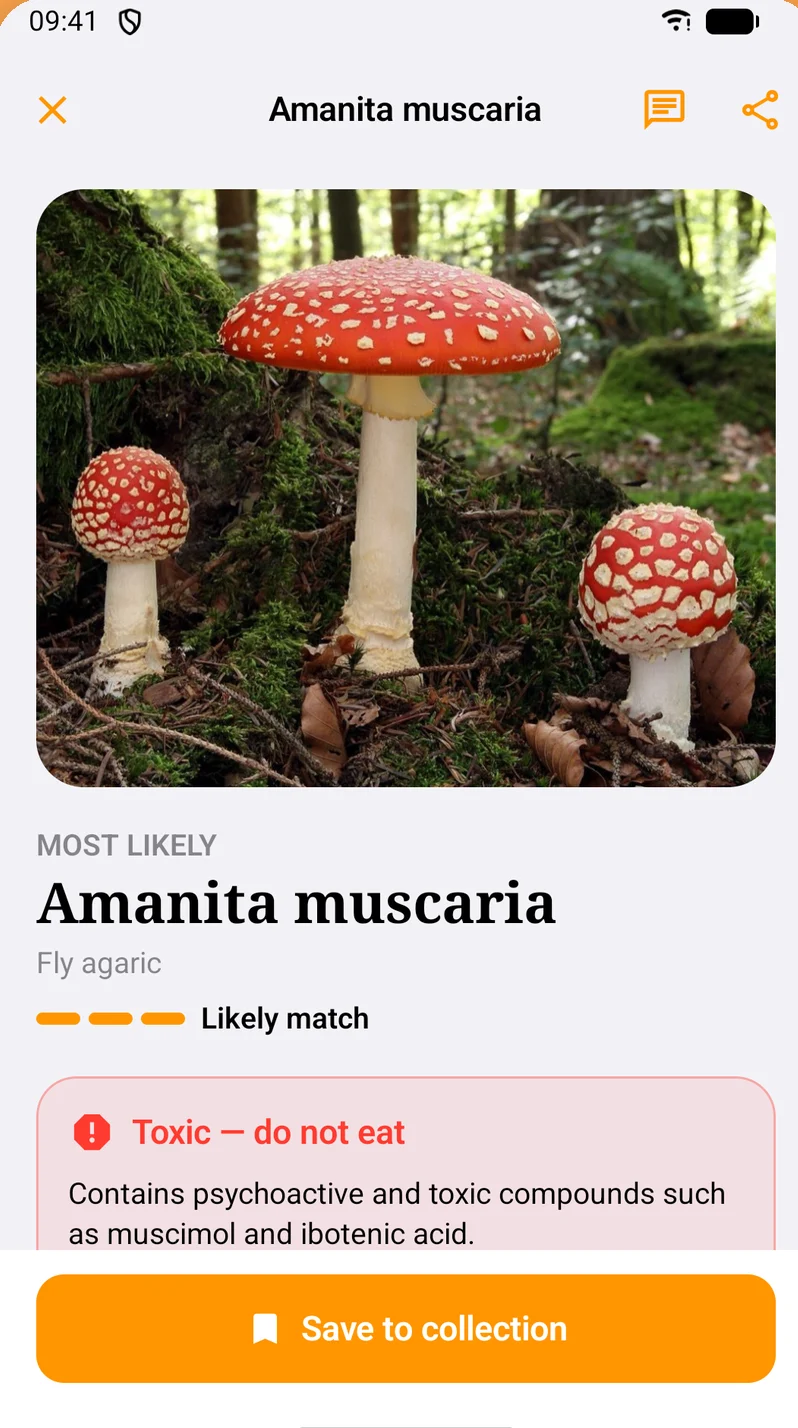 Shroomly result identifying Amanita muscaria with a toxic warning