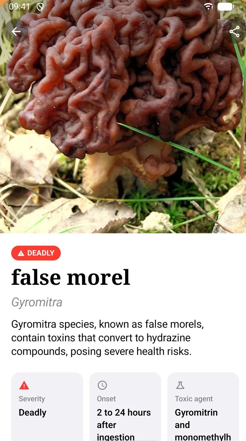Shroomly safety profile of the deadly false morel